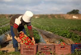 Claves para entender la transformación del sector agroalimentario