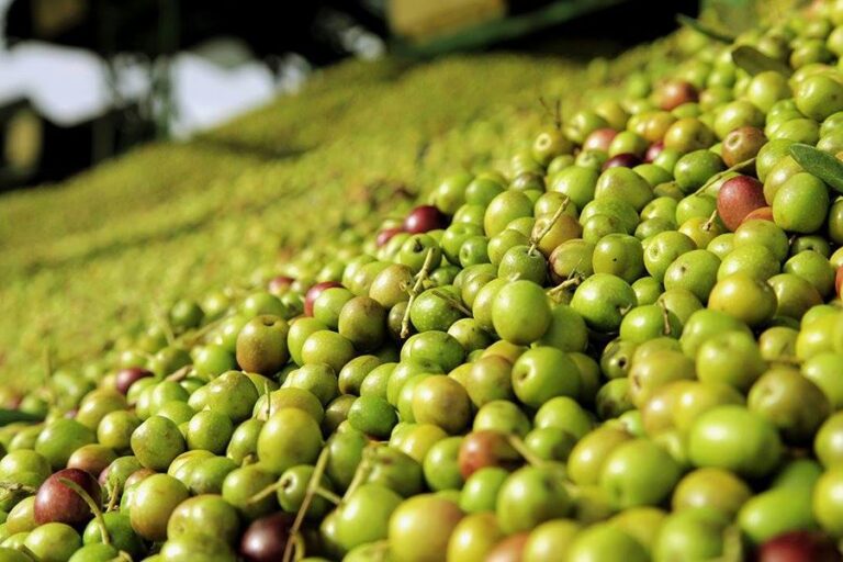 Aceites y vinagres
