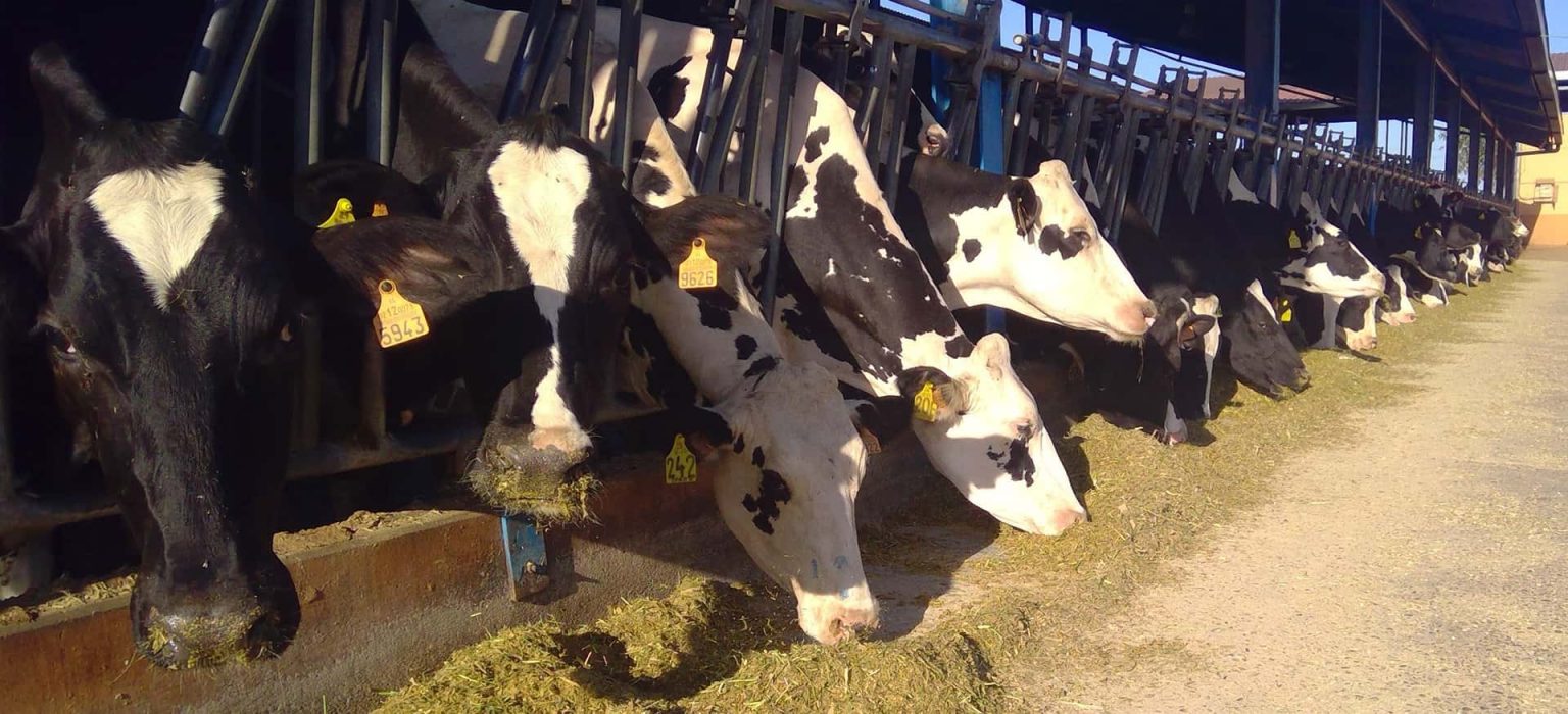 Granja Cubillo Premium Milk en el programa de TVE1 «Aquí la Tierra»